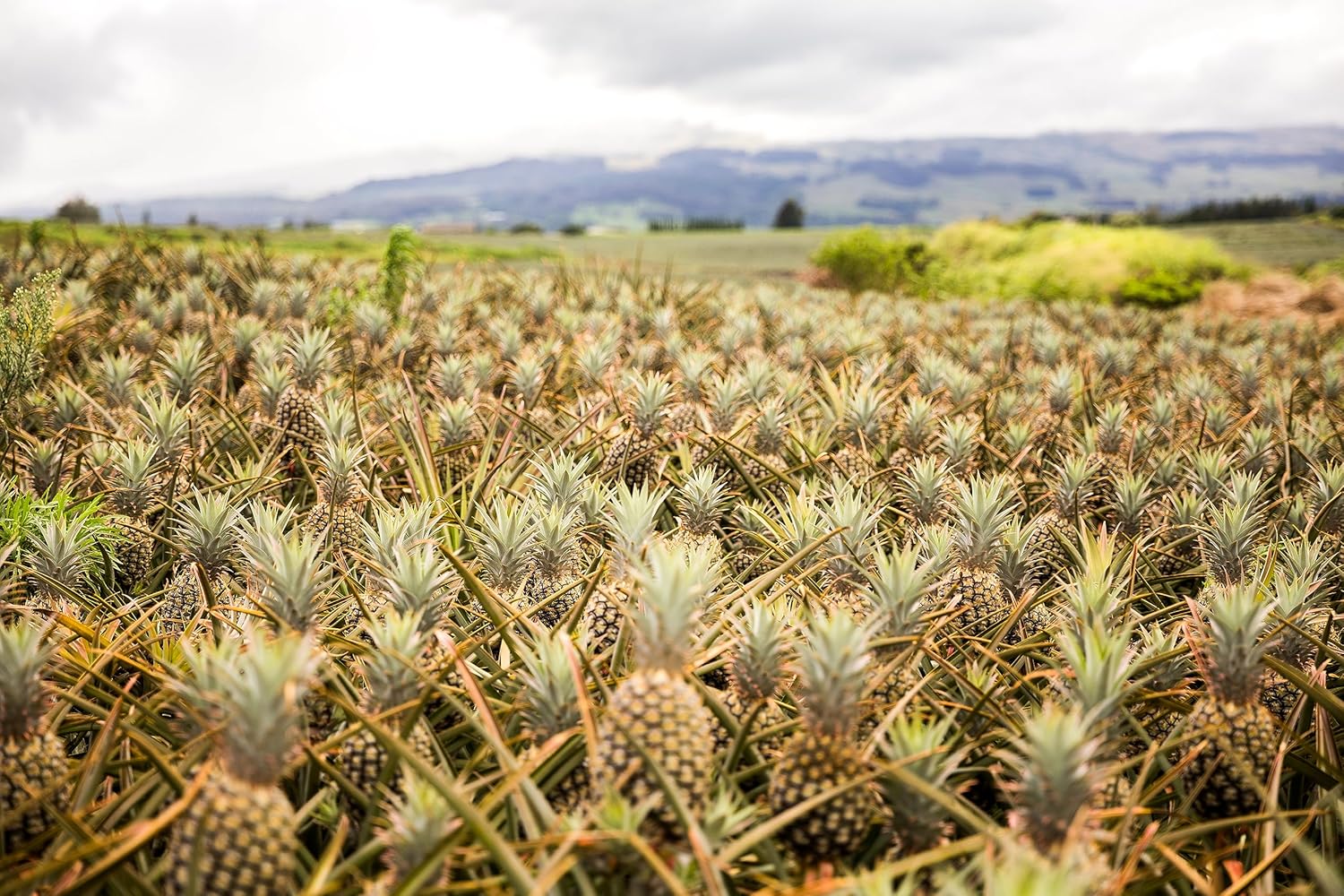 Pineapple 7k