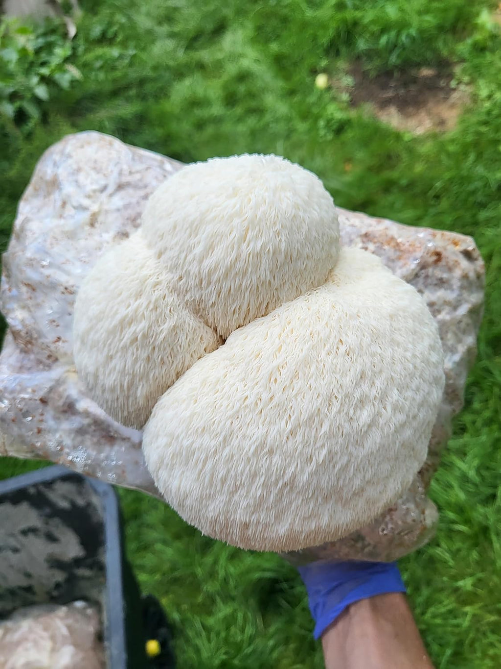 Mushroom Grow Kit XL 10lbs with Sprayer a7