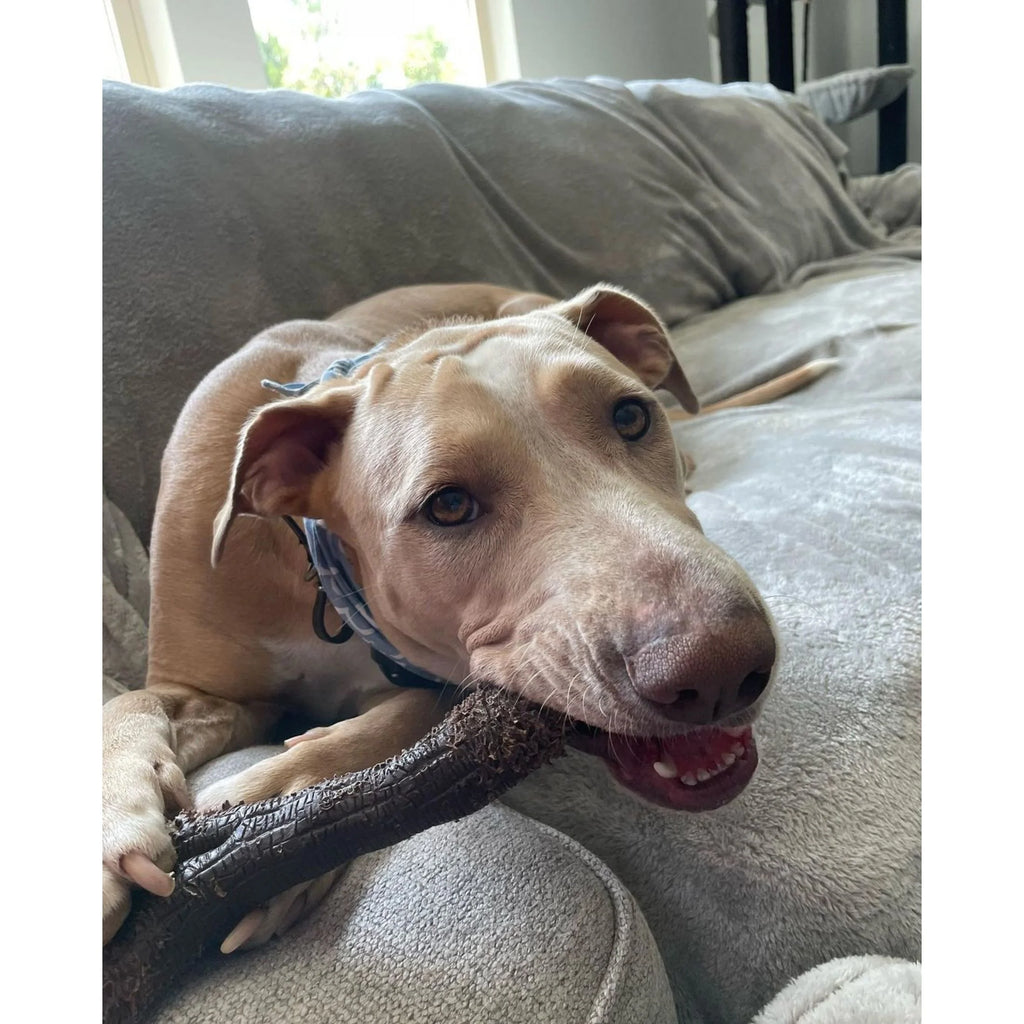 Dog Chew Toy Wood Stick XL a7