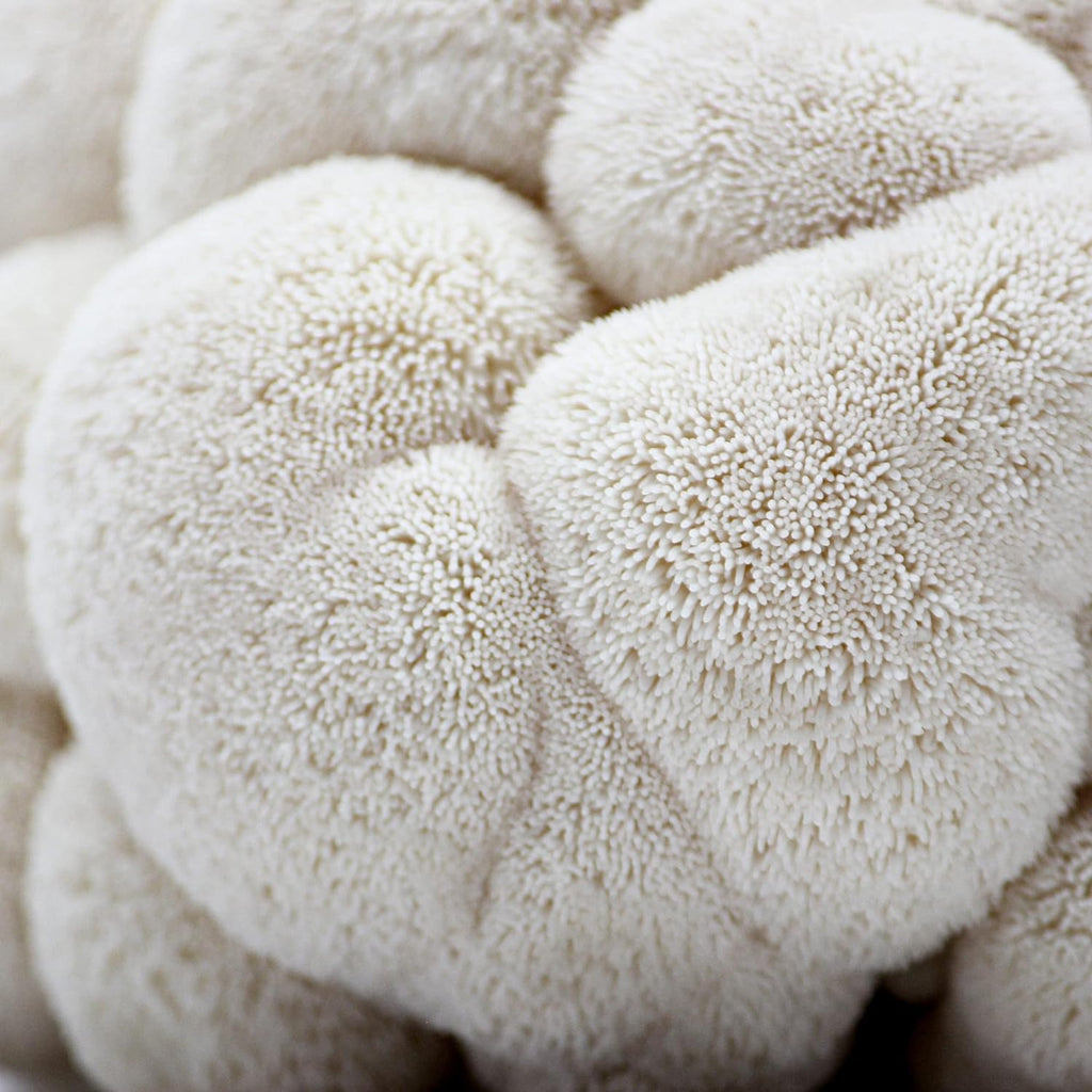 Organic Lion's Mane Mushroom Grow Kit 4 lbs a7