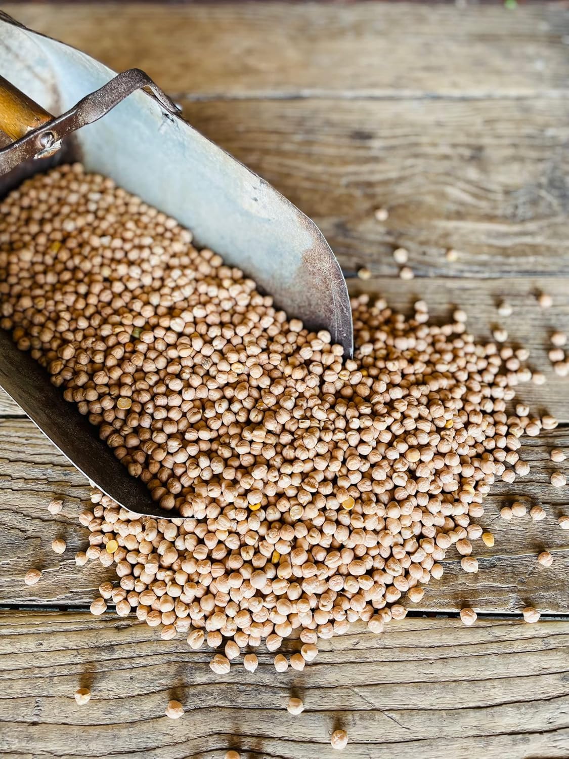 Chickpeas Garbanzo Beans Non-GMO Kosher 50 lbs a7