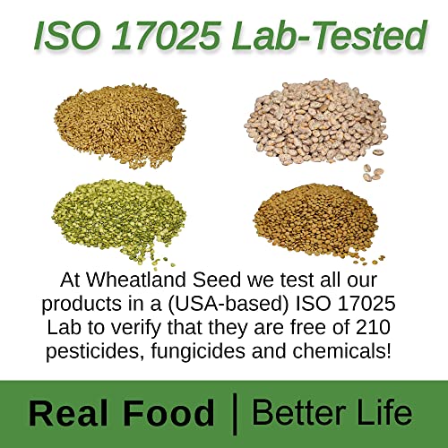 Hard White Wheat Berries 25 lb Bulk Long Term Food Storage k7