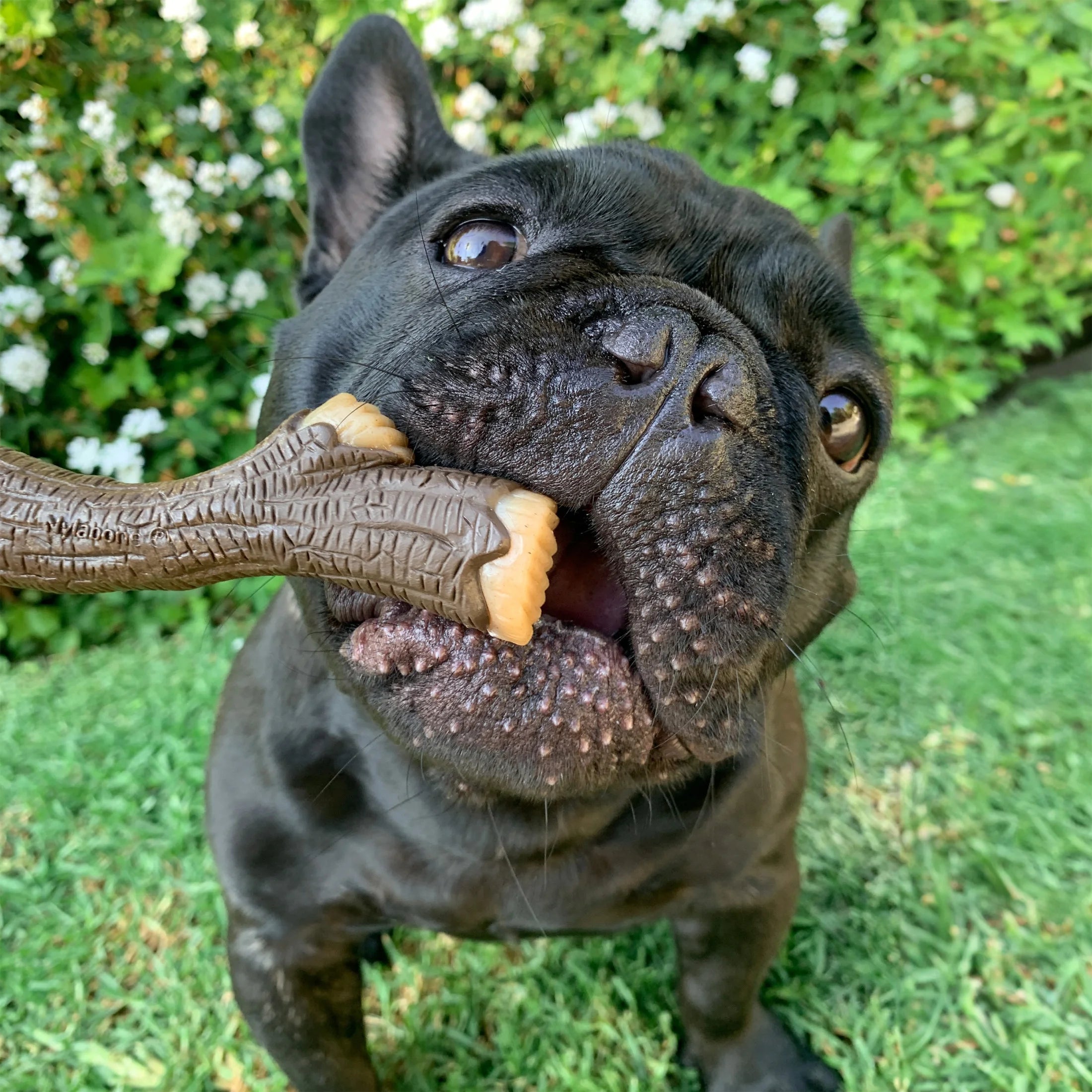 Dog Chew Toy Wood Stick XL a7
