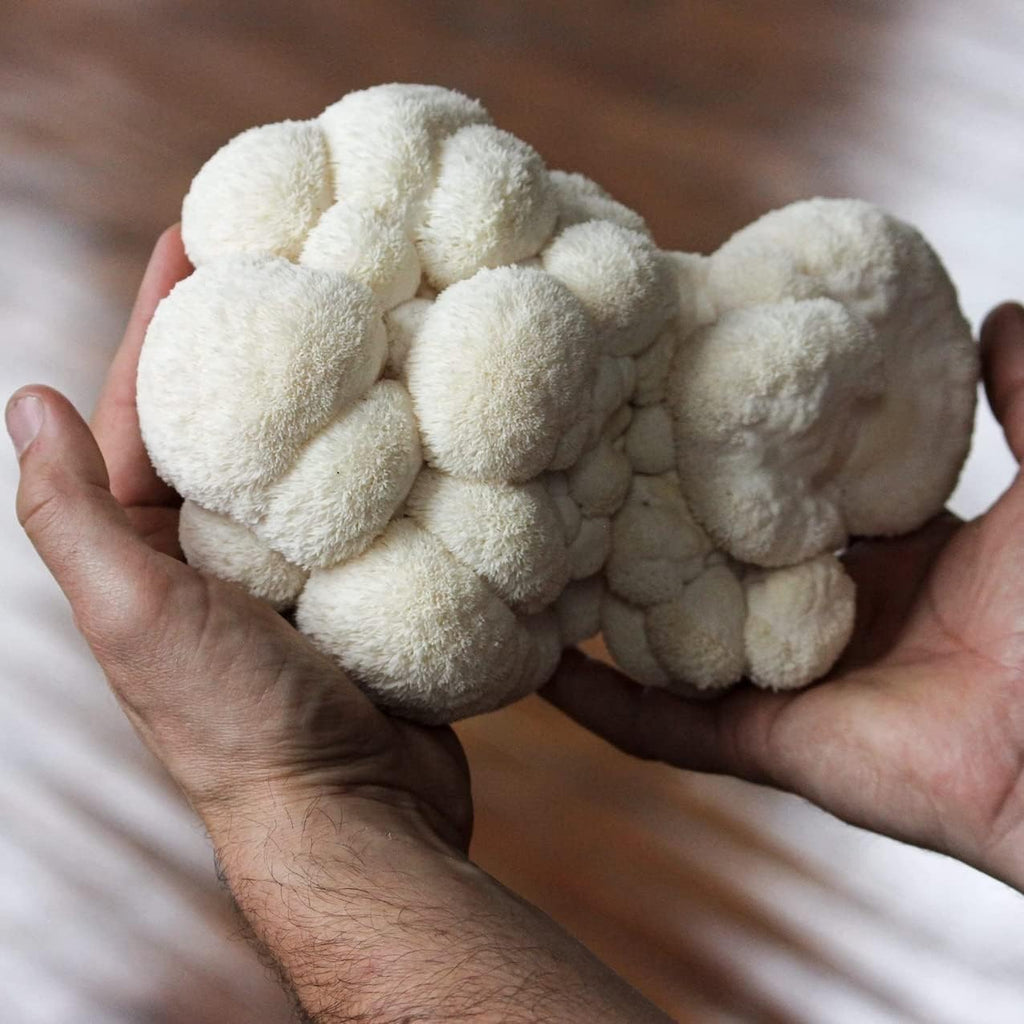 Organic Lion's Mane Mushroom Grow Kit 4 lbs a7