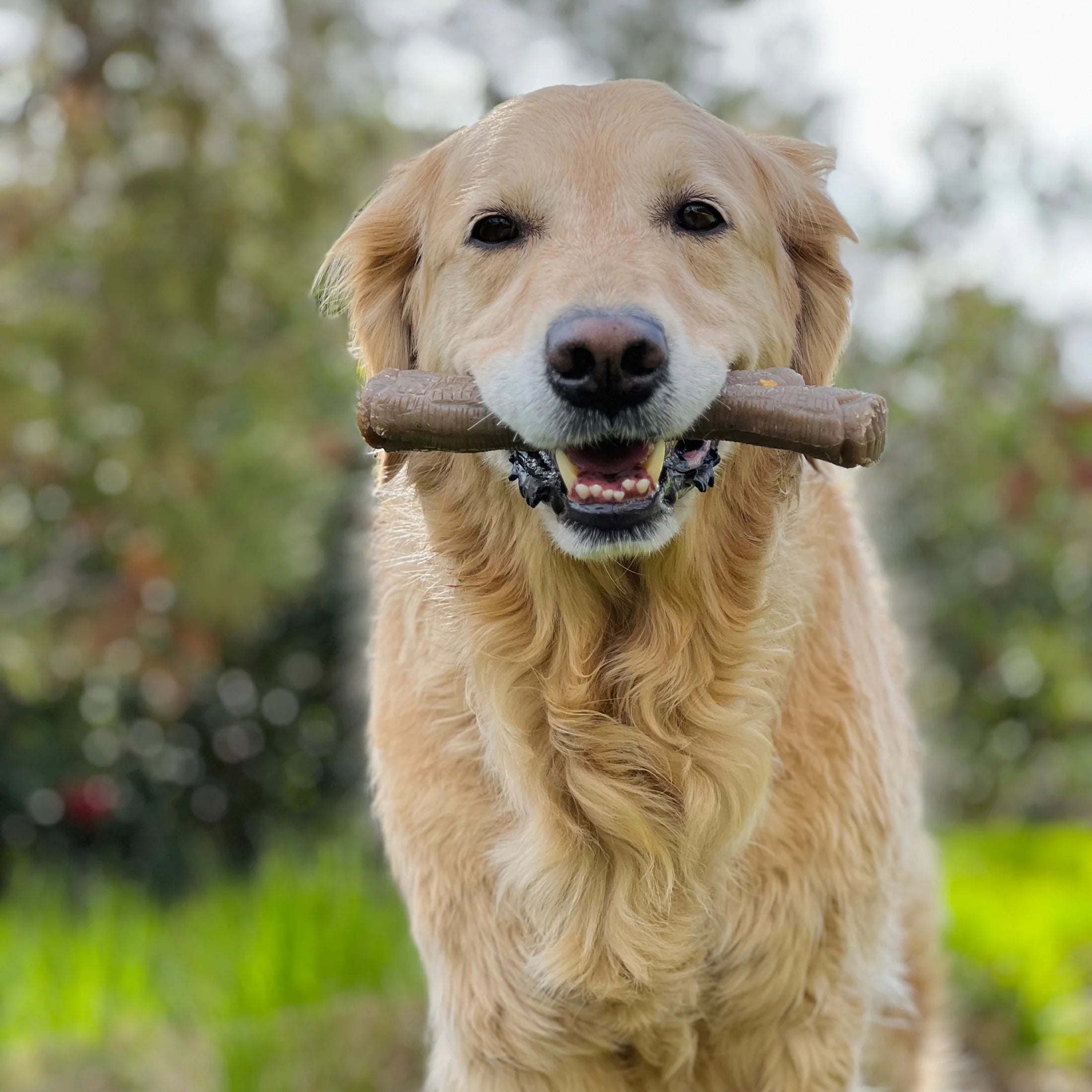 Dog Chew Toy Wood Stick XL a7